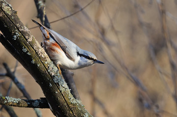 The Eurasian nuthatch or wood nuthatch (Sitta europaea) in the rays of the rising sun (sitting on the branch with brown background).