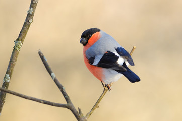 Eurasian (common) bullfinch (Pyrrhula pyrrhula) in the rays of the rising sun (sitting on the branch with peachy background).
