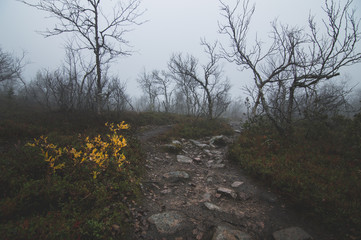 Rocky mountain path throug misty landscape
