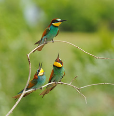 Three European bee-eater (Merops apiaster) in the rays of the midday sun (sitting on the branch with green background).