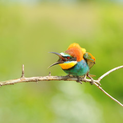 European bee-eater (Merops apiaster) protects its territory.