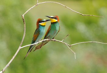 Two European bee-eater (Merops apiaster) in the rays of the midday sun (sitting on the branch with green background).