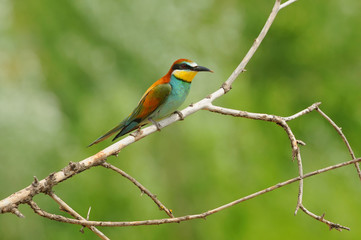 European bee-eater (Merops apiaster) sitting on the branch with green background.