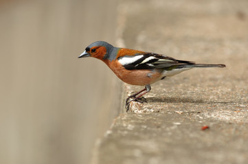 Fototapeta premium The common chaffinch (Fringilla coelebs) sitting on the concrete block with grey background.