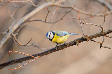 The Eurasian blue tit (Cyanistes caeruleus) in the rays of the rising sun (sitting on the branch with brown background)..