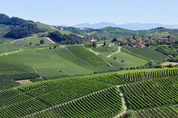 Fototapeta na wymiar Green vineyards near Barolo, sunny day in Italy