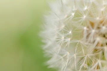 Fototapete Dandelion  © caocao191