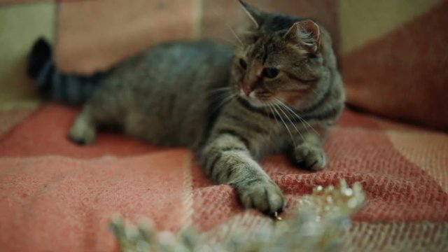 cat playing with crown