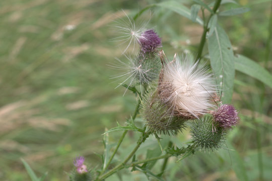fluffy lovely creeping thistle, captured in the beginning of the maturation of fluff and fading pink hairy blossoms. still green stem with sharp leaves