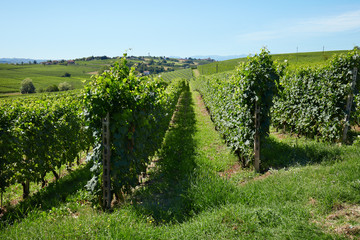 Fototapeta na wymiar Vineyards near Barolo, sunny day in Italy