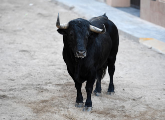 bull in spain