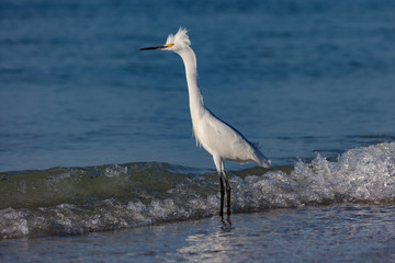 Snowy Egret, Egretta thula, standing in water with latest haircut