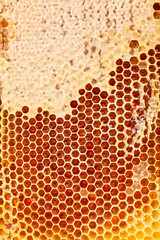 Close up studio shot of authentic organic honey in honeycomb