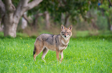 Black backed jackal staring towards the camera in the middle of national park of Israel - obrazy, fototapety, plakaty