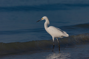 Snowy Egret, Egretta thula, standing in water, looking to fish