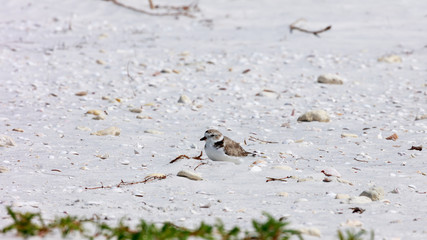 Snowy plover (Charadrius nivosus) dozing in the sun, Florida, USA