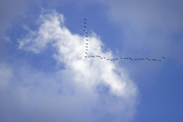 vogelzug formation himmel wolken