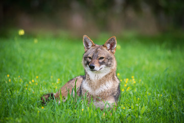 Black backed jackal lies on the grass the middle of national park of Israel