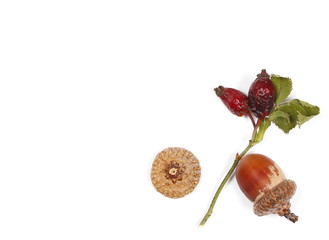Dried rose hip with twig and acorn, isolated on white background