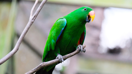 Green Eclectus parrot hang on tree branch