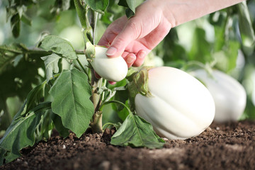 hand touch white eggplant from the plant in vegetable garden, close up