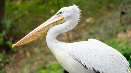 American White Pelican