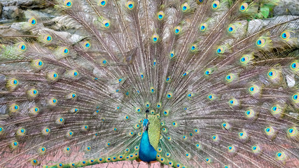 Obraz premium Indian peacock spreading tail feathers