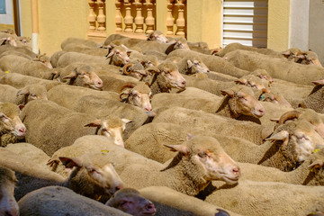 Troupeau de moutons dans la rue.