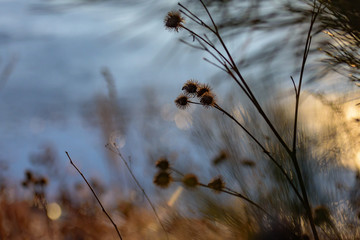 Dead plants on a frozen pond.