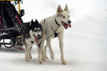 Huskies are pulling sledge.