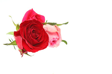 薔薇