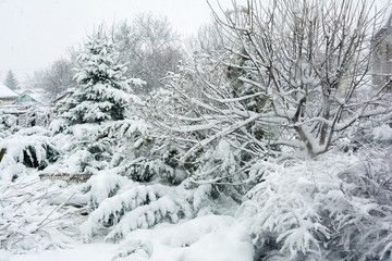 Winter, snowfall in the garden. Snow-covered garden, frosty weather.
