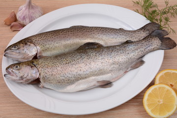 pstrąg tęczowy © robert6666