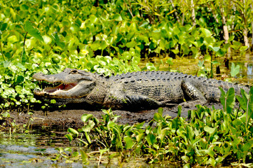 Gator on dirt