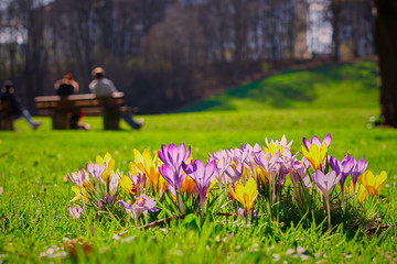 Naklejka premium Crocusses in a park in the middle of munich