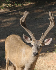 closeup of a Californian Black-tailed buck in velvet