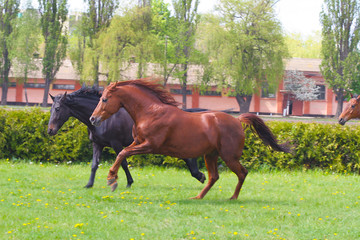 horses gallop