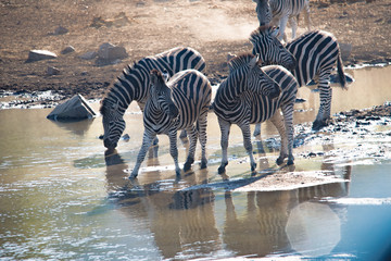 Fototapeta na wymiar Four Zebras