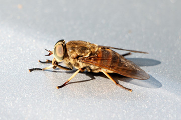 Horsefly.