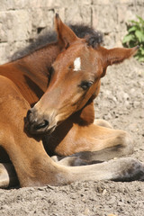 small foal resting lying down