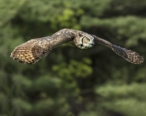 Great Horned Owl