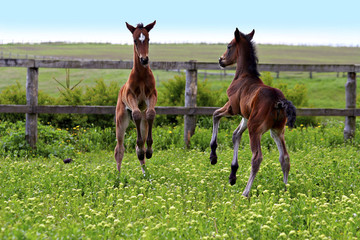 foals learn the body by playing