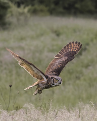 Great Horned Owl