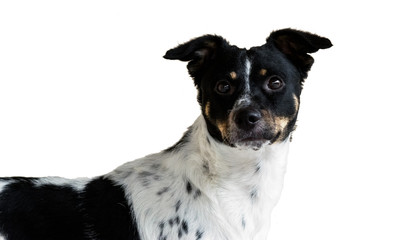Cute black and white dog, white background isolated cut out, looking directly at camera