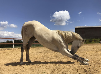 the horse performs the 