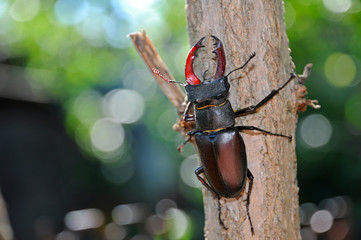 Beetle deer ( Lucanus cervus)