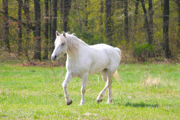 Obraz na płótnie Canvas white horse in the forest