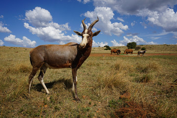 In a bright sunny day, the antelope stands in the middle of beautiful yellow grass and the blue sky in the background