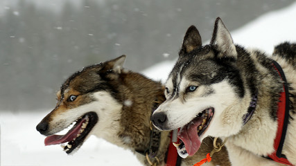Two huskies pulling a sledge.