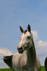 head of a sport horse
